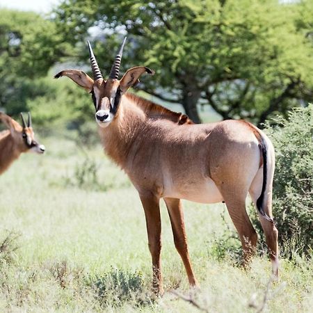 Wag N Bietjie Bush Lodge Heuningneskloof エクステリア 写真