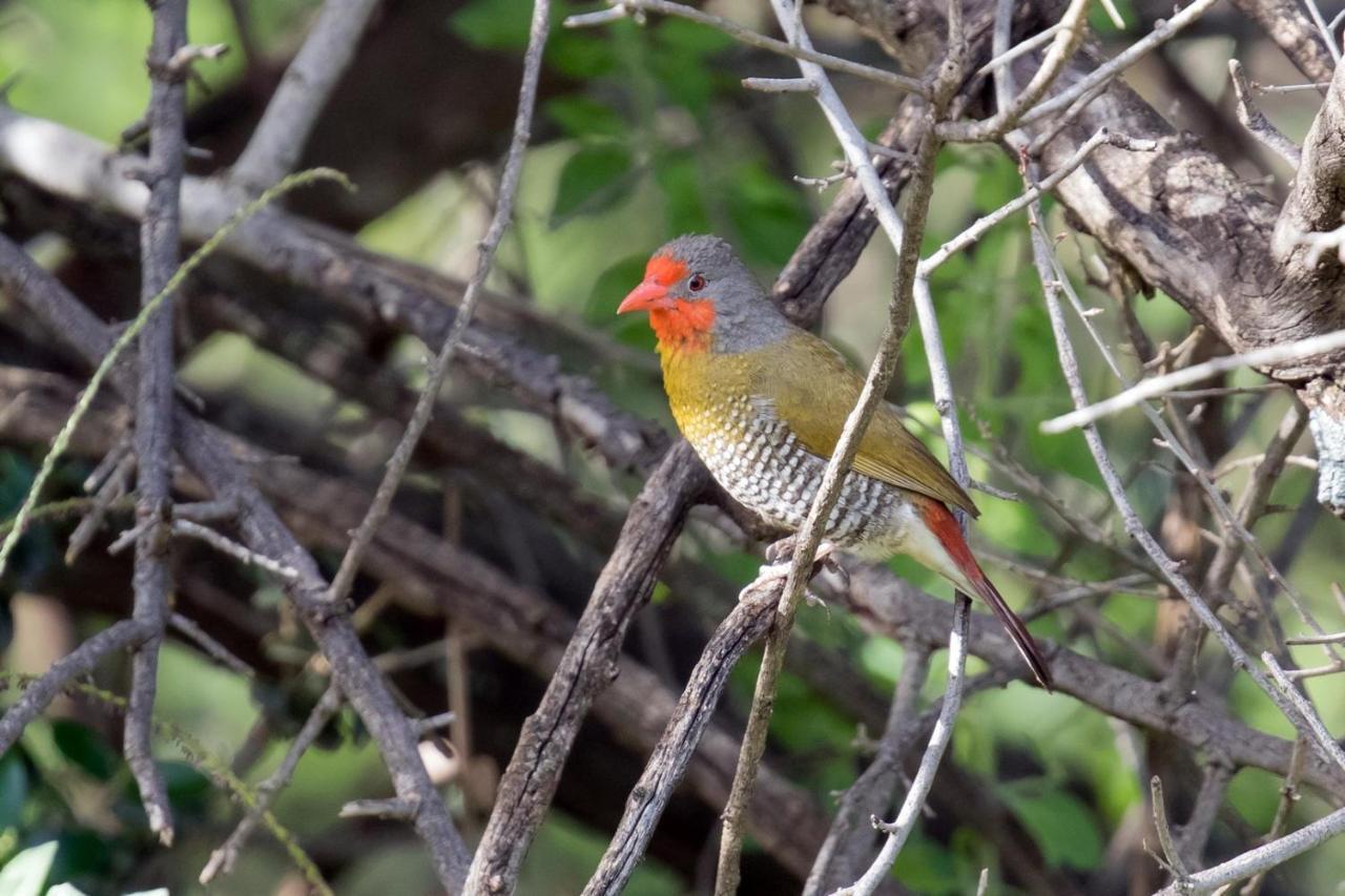 Wag N Bietjie Bush Lodge Heuningneskloof エクステリア 写真